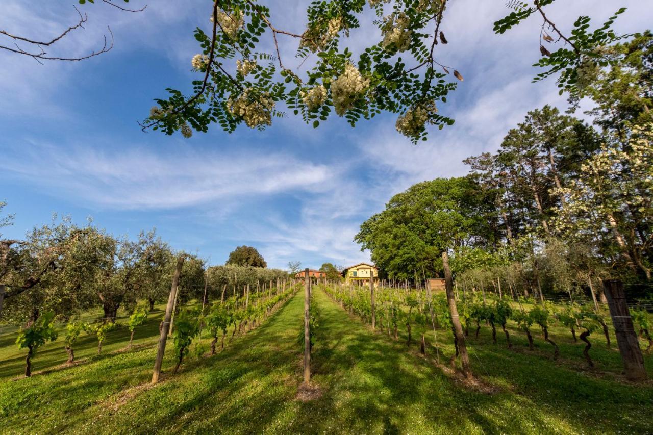 Podere Sant'Antonio Fauglia Eksteriør billede