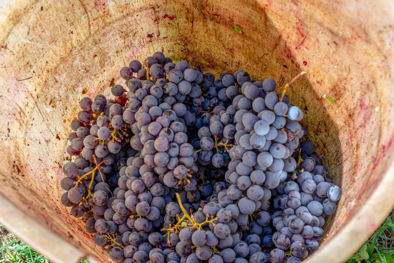 Podere Sant'Antonio Fauglia Eksteriør billede
