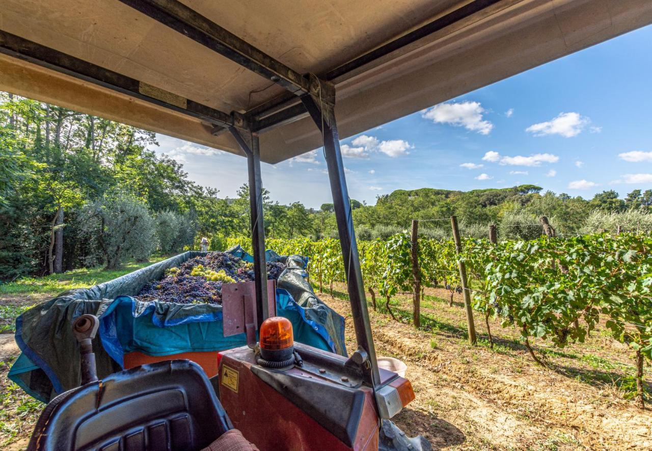 Podere Sant'Antonio Fauglia Eksteriør billede