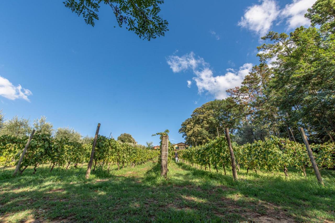 Podere Sant'Antonio Fauglia Eksteriør billede