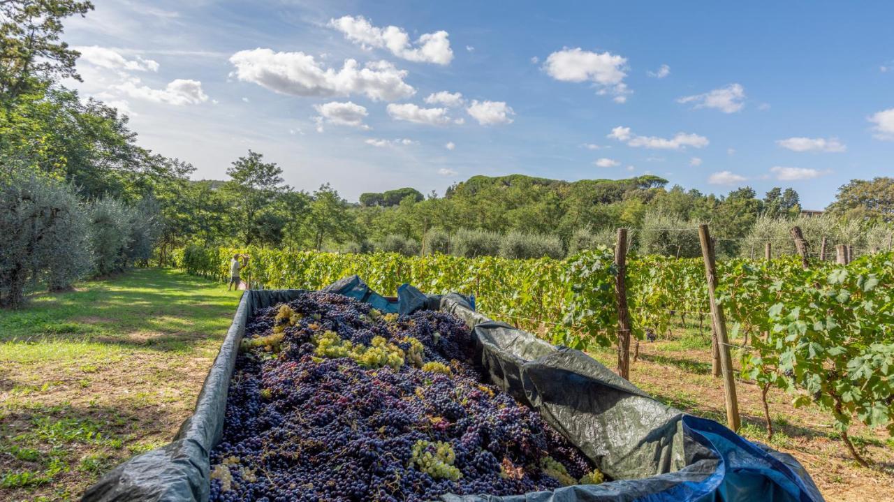 Podere Sant'Antonio Fauglia Eksteriør billede